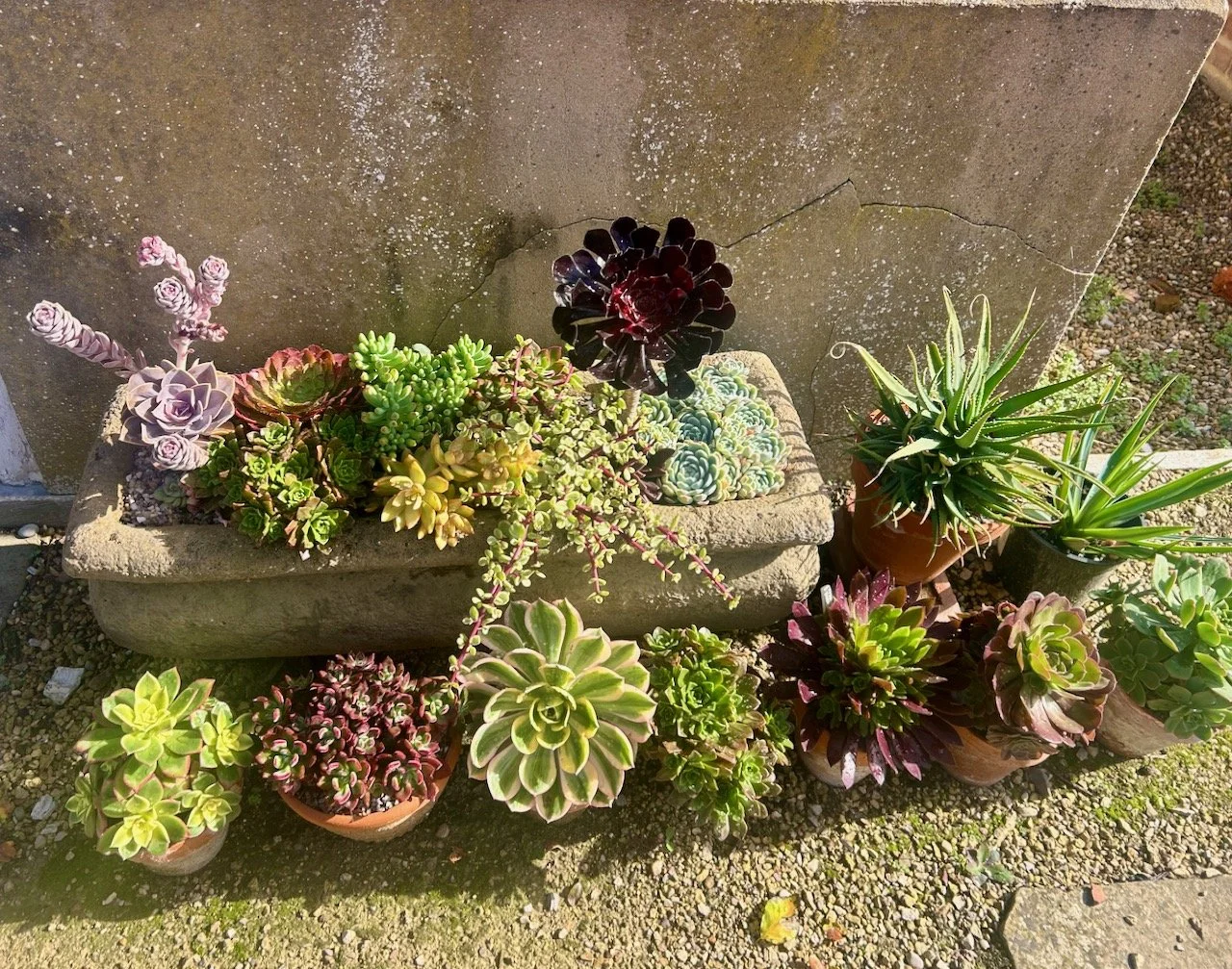A stone trough filled with various succulents and surrounded by more succulents in terracotta pots