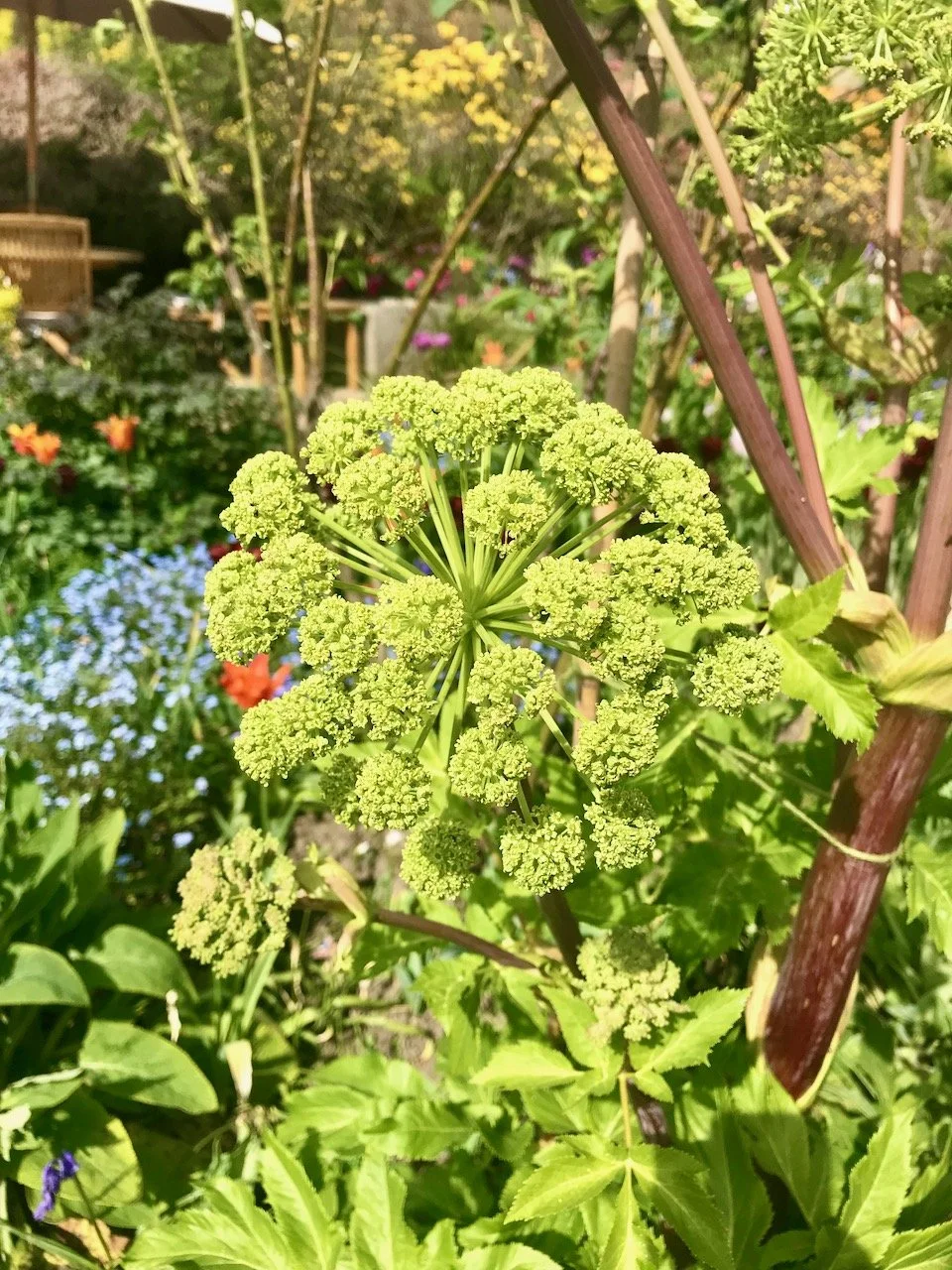 A close up of the angelica head, forget me nots and tulips behind