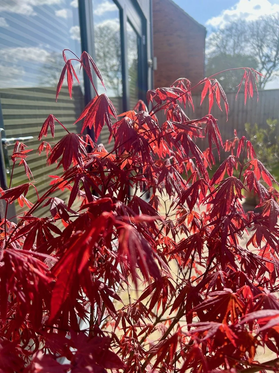sun shining through the vibrant red acer leaves