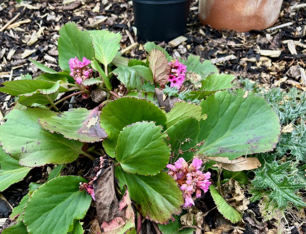 Looking a bit tatty, and coping with a huge thistley type weed - but the elephants ears are in flower with heads of pink flowers