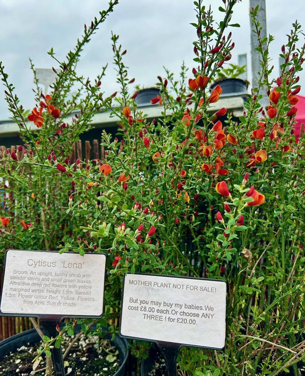 The reds and orange winged flowers of the Cytisus Lena mother plant
