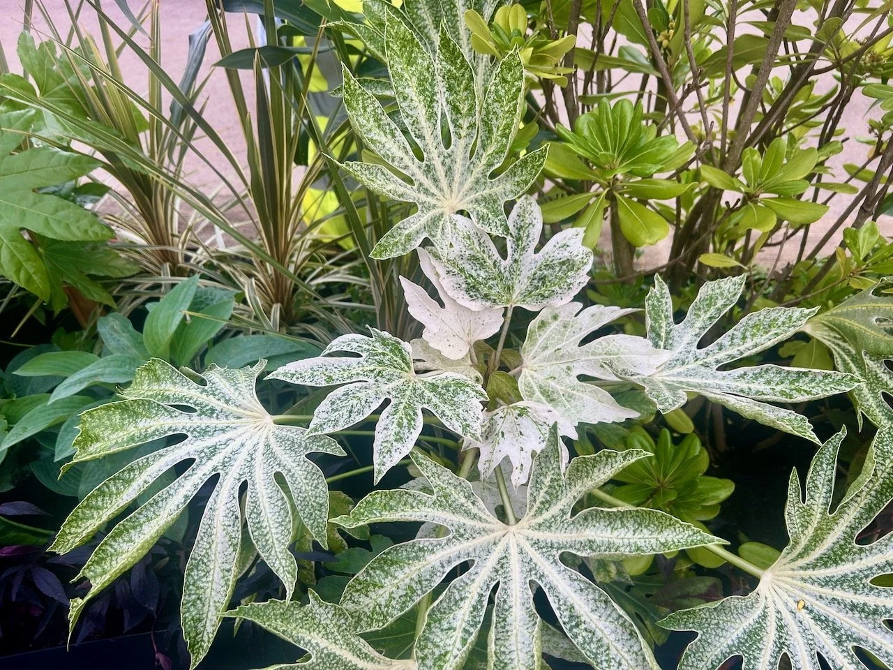 A very beautiful white fatsia - it's love from me!