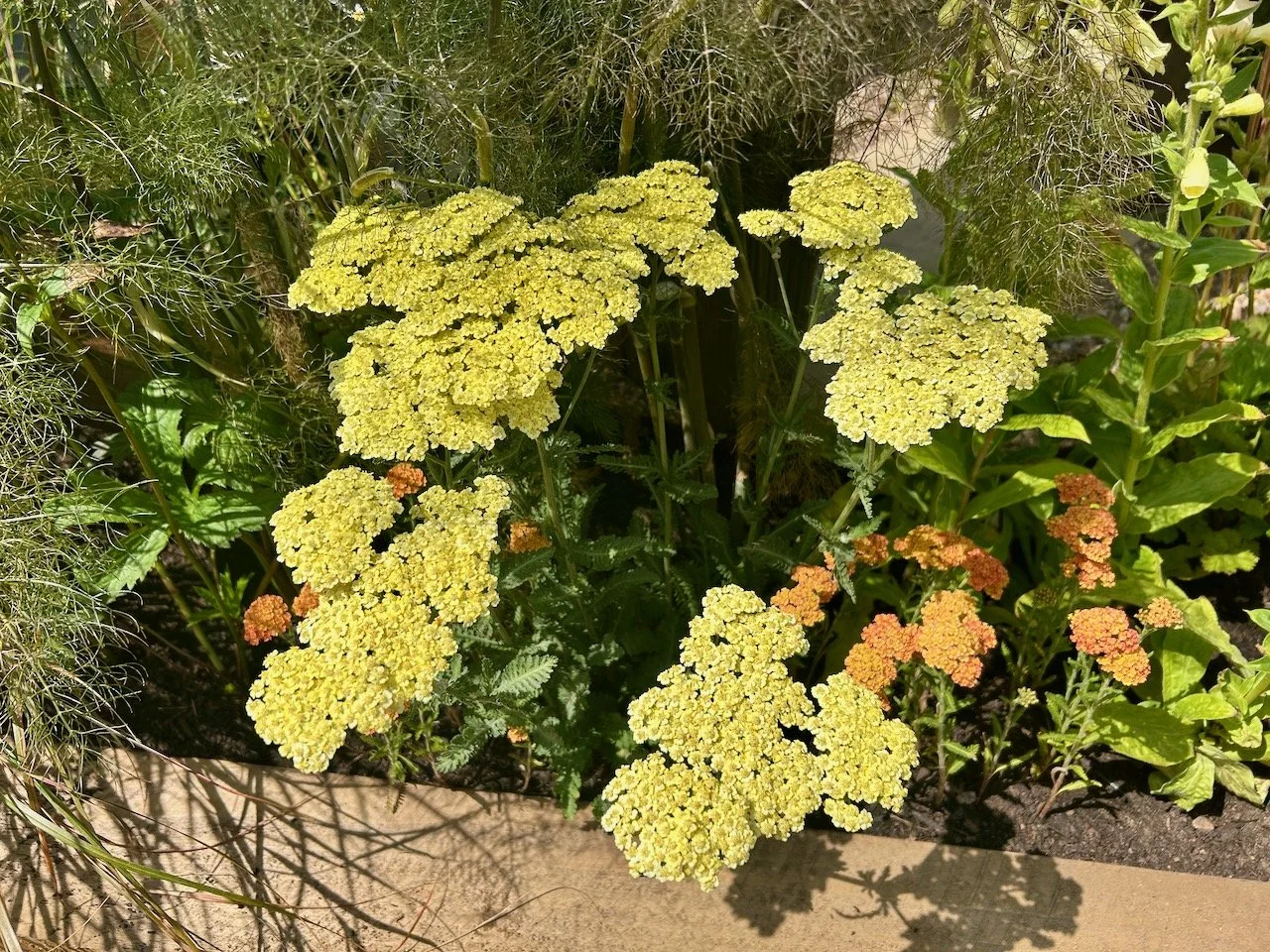 yellow and orange blooms leaning over the raised bed
