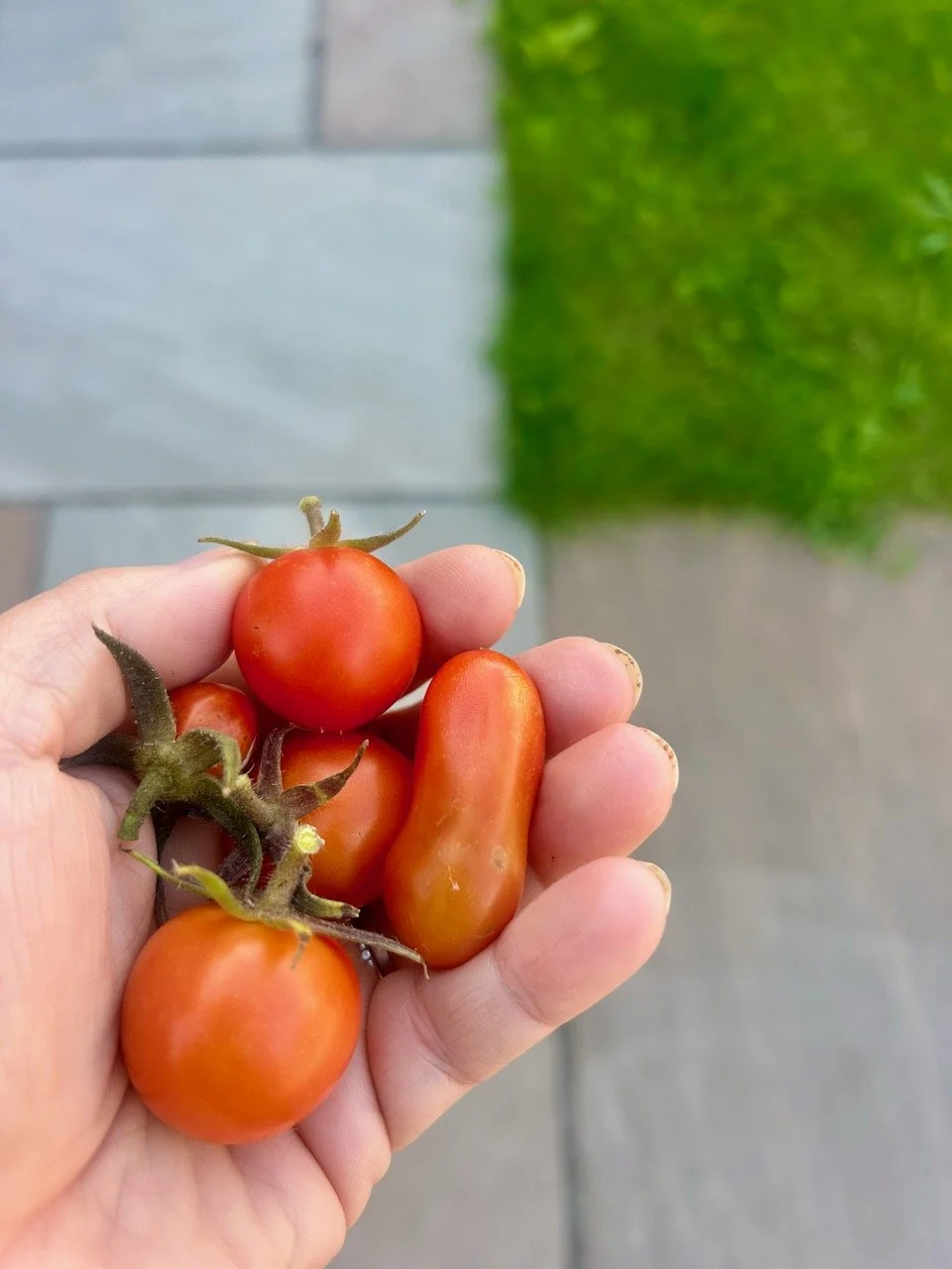 A handful of home grown tomatoes