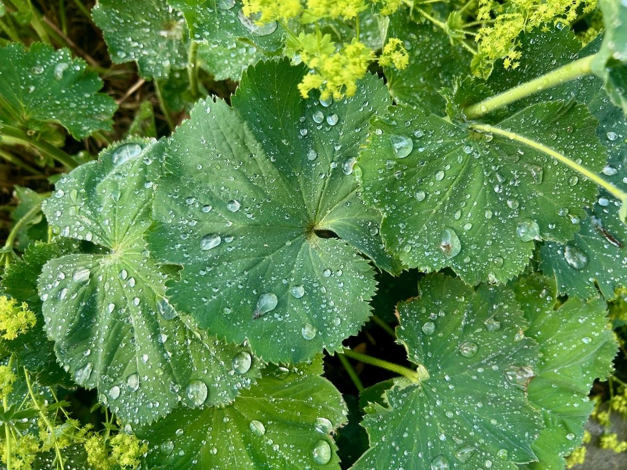 raindrops on the leaves of the lady's mantle