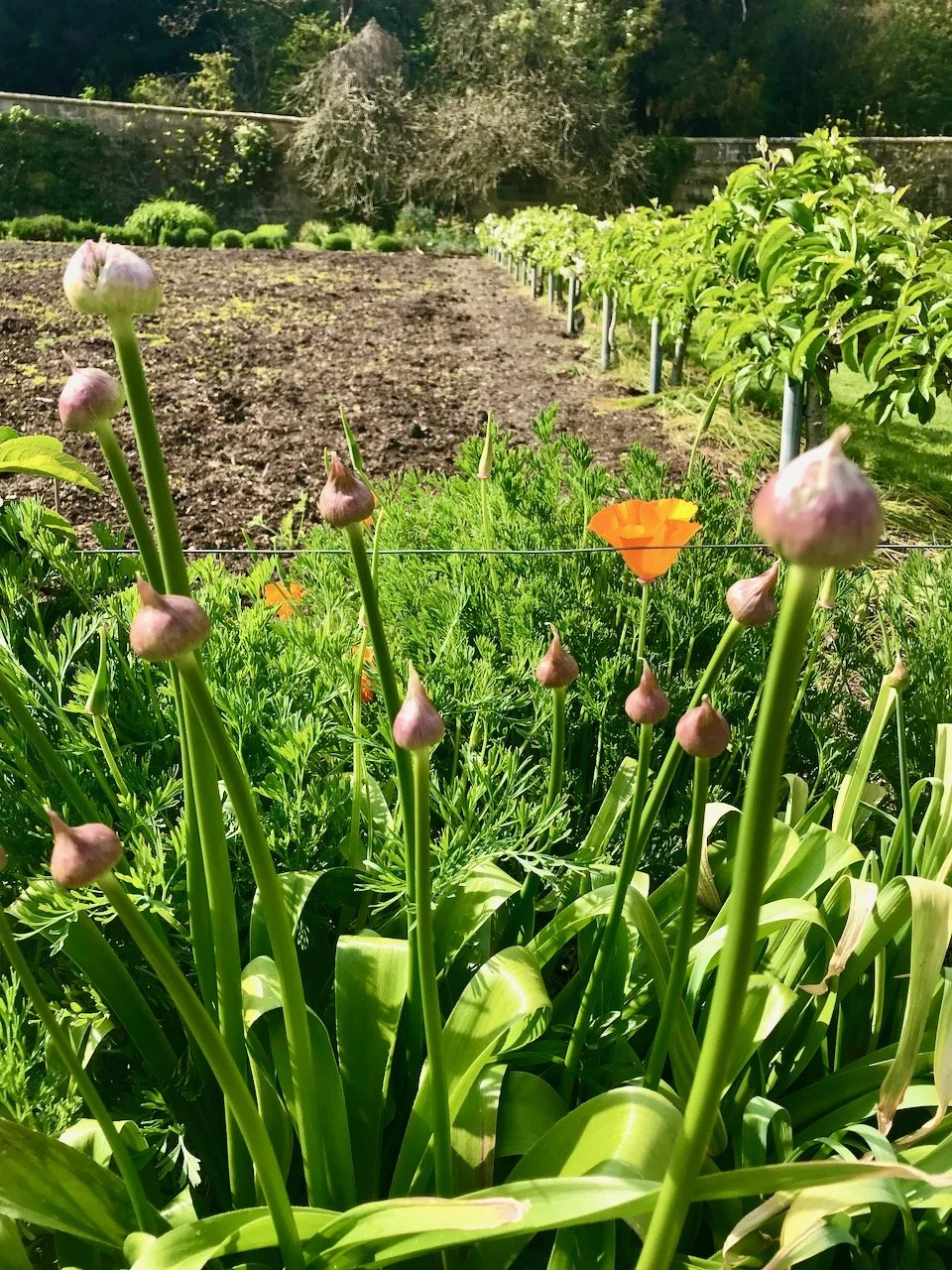 garlic snapes and californian poppies in the foreground with the vegetable bed behind