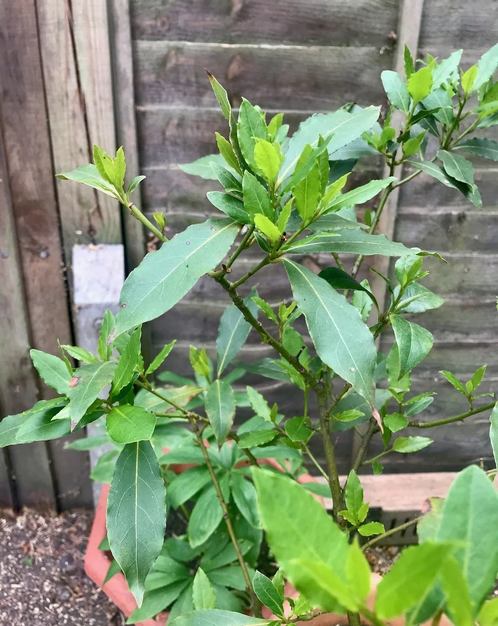 A close up of new growth on a potted bay tree which I cut last month