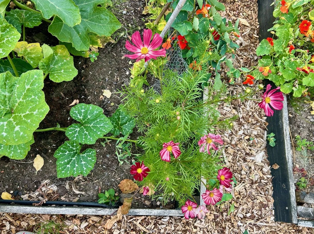 Cosmos on the plot at Elston allotments