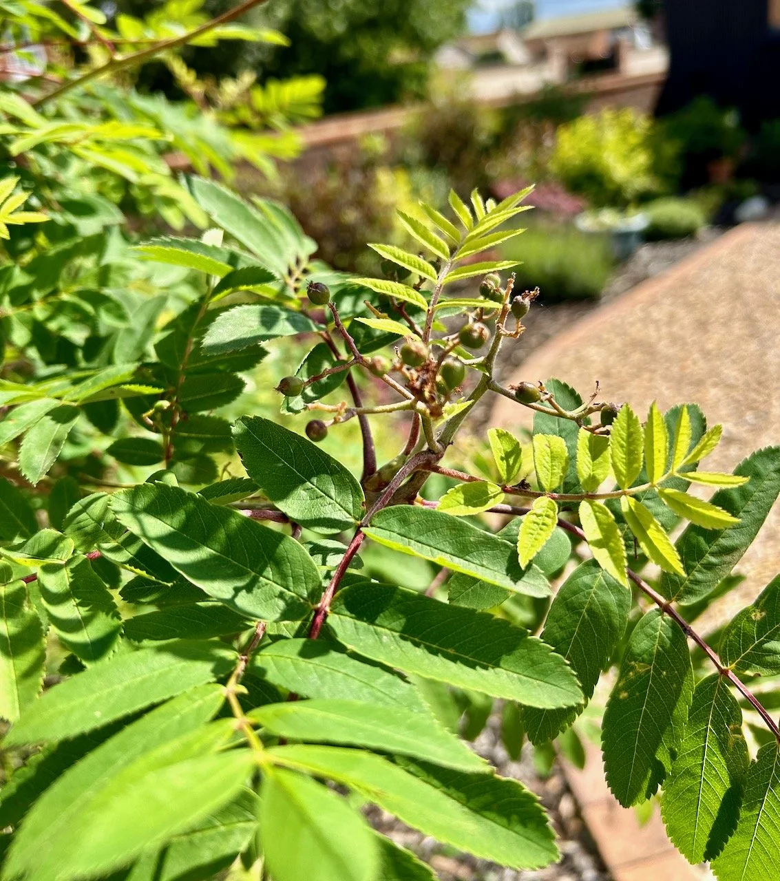 Berries on the rowan tree