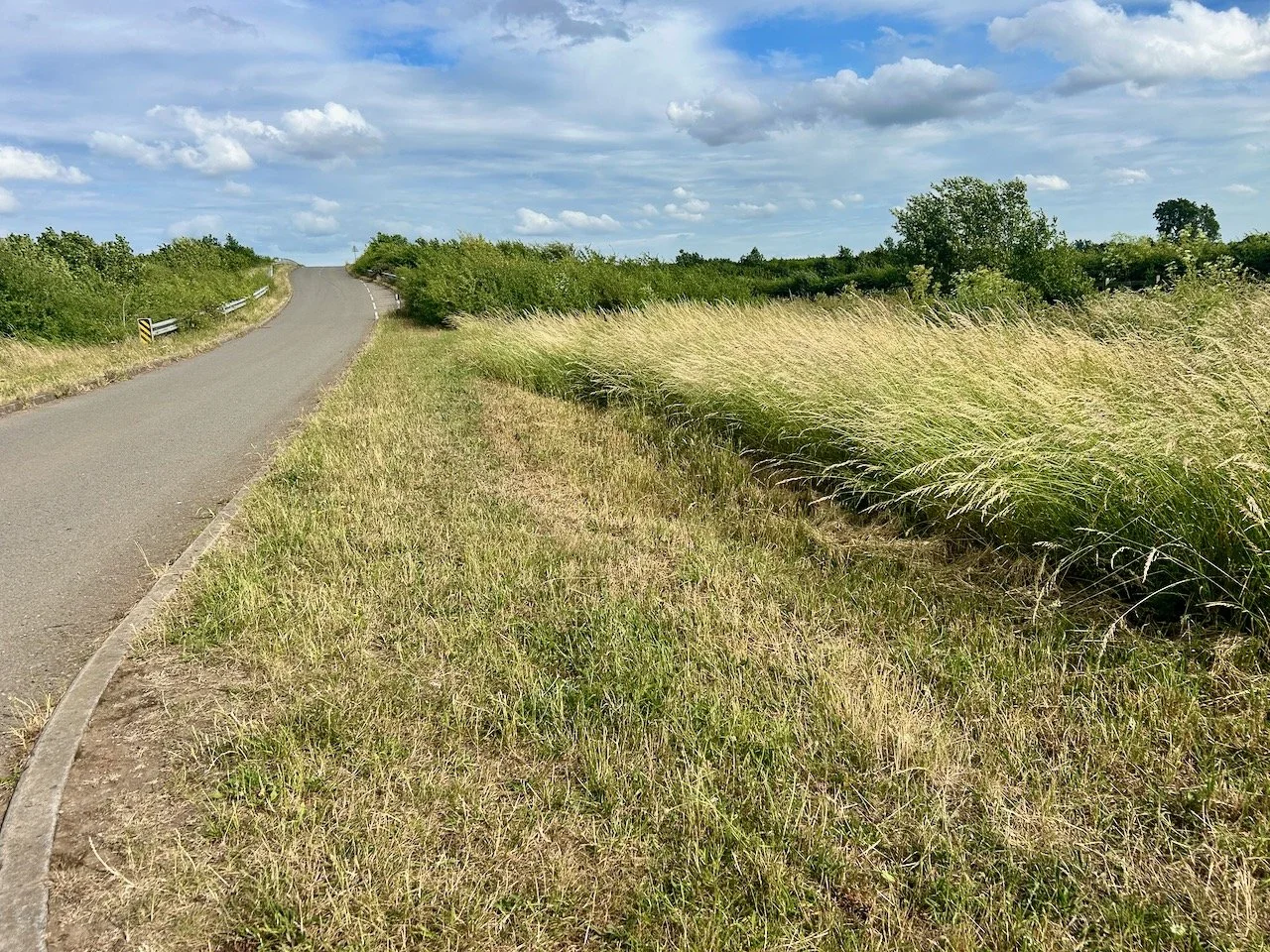 THE GRASS ON THE RIGHT WAS BLOWING IN THE WIND