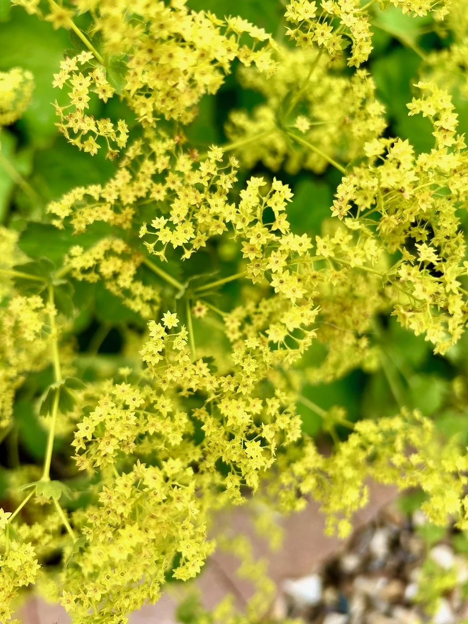 A close up of the flowers on the Lady's Mantle
