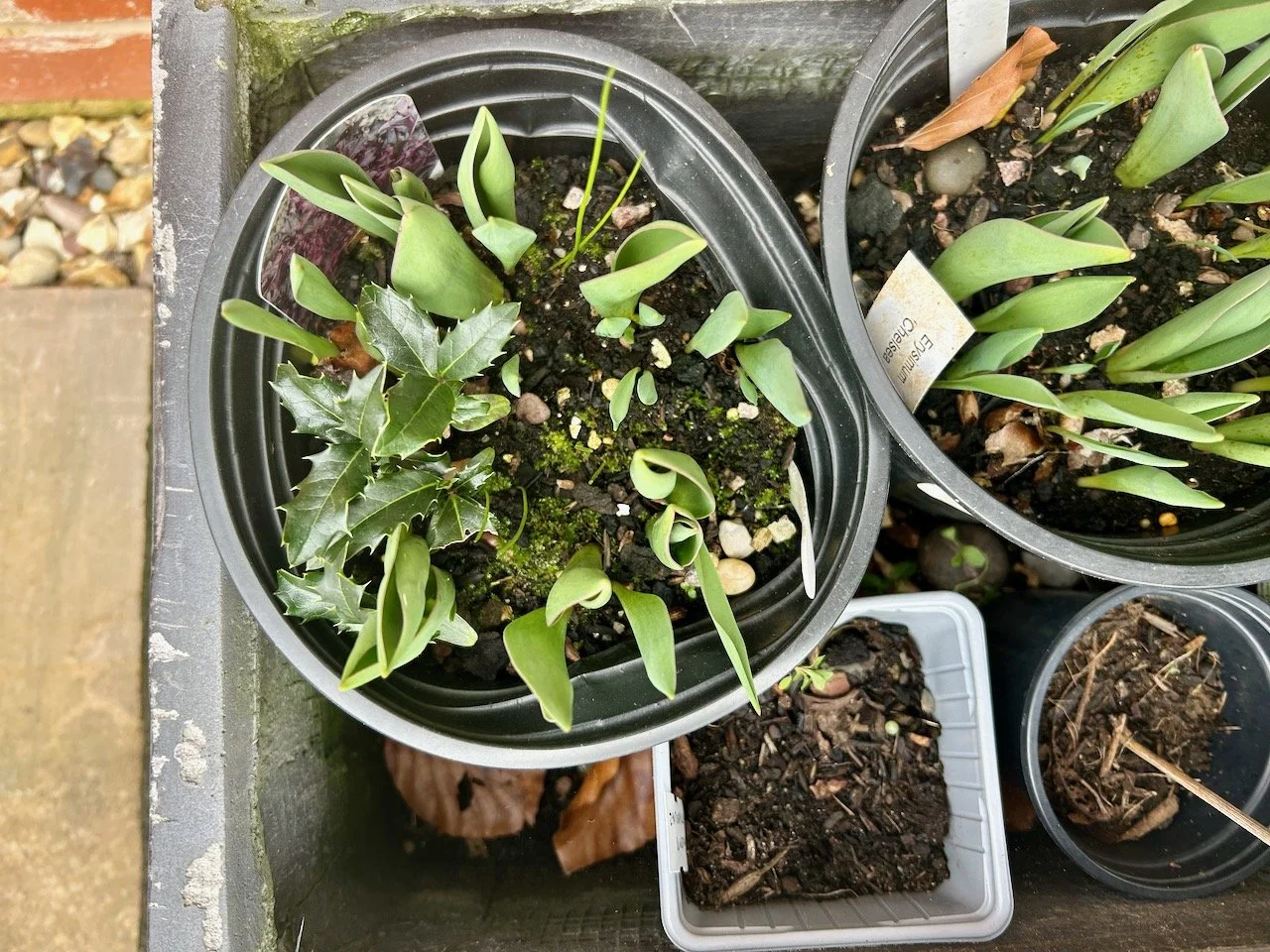 more tulip pots and growth - though this time the left hand pot has four holly seedlings too