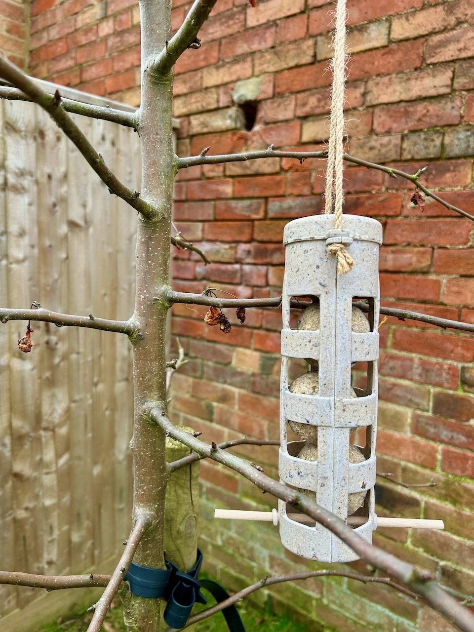 A sustainable bird feeder filled with fatballs hanging on the bare branches of the crab apple tree