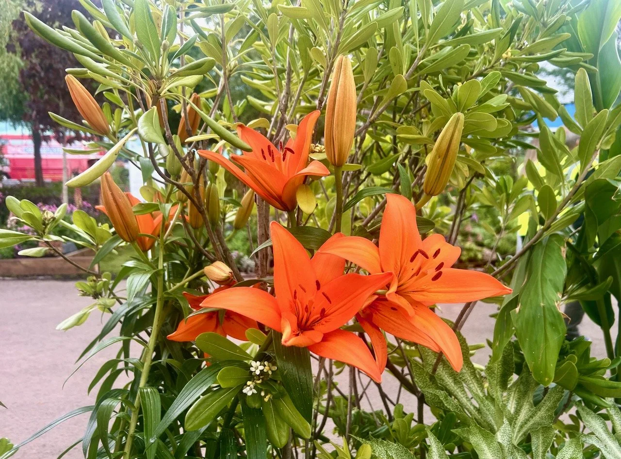 Orange lilies laden with pollen on their stamens