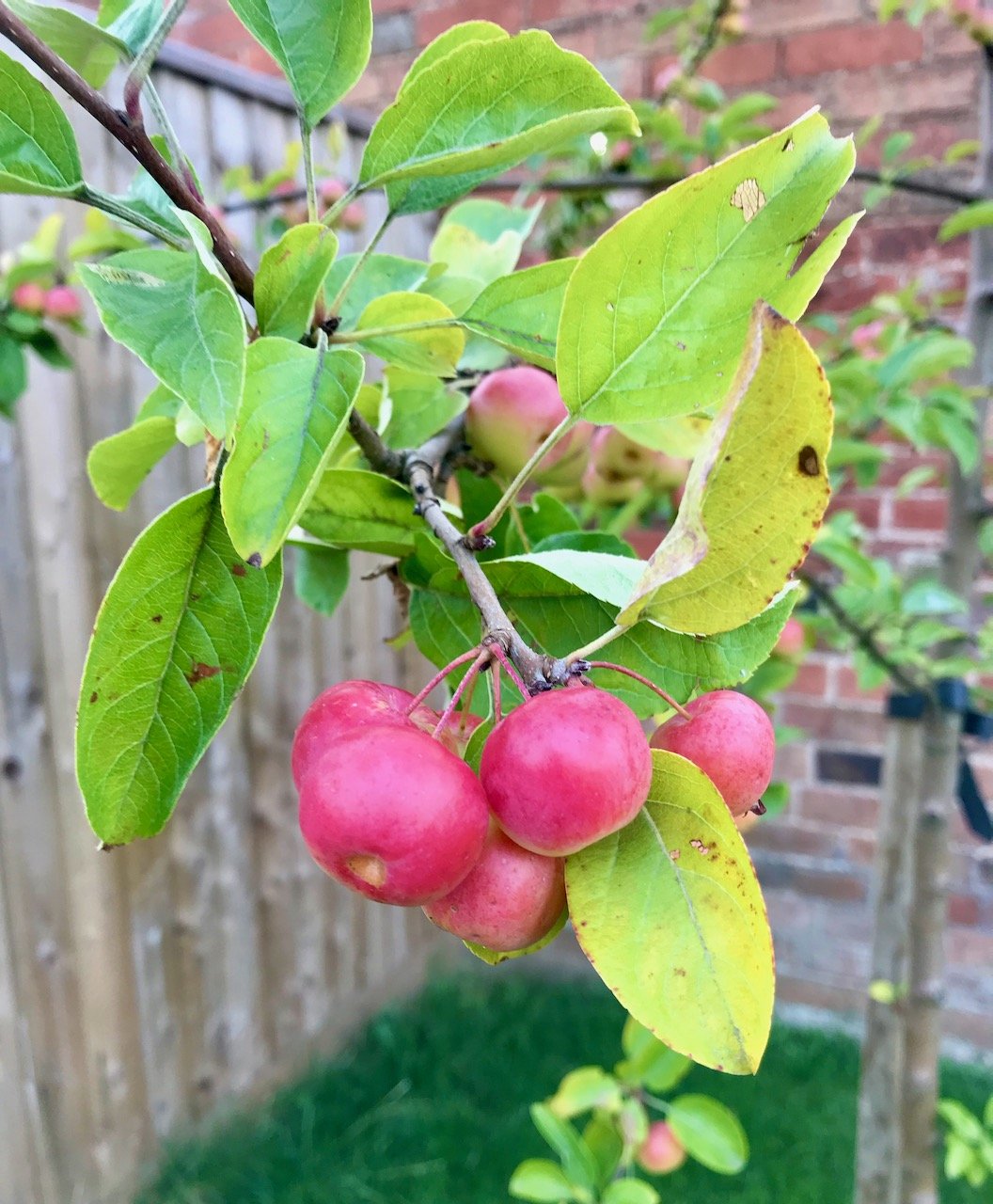 A close up of a bunch of crab apples on the tiny crab apple tree