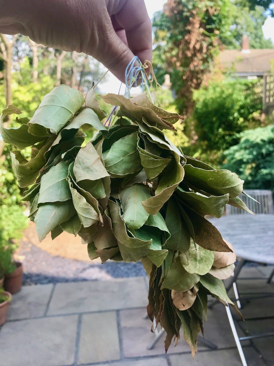 Holding up the dried bunches of bay leaves (garden in the background)