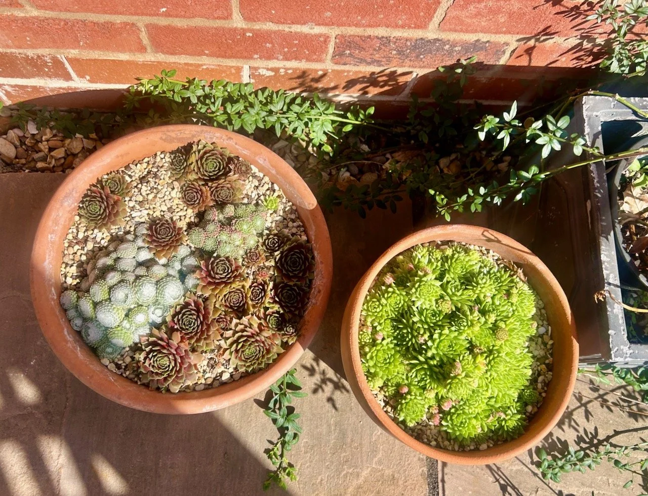 Looking down onto two pots of succulents