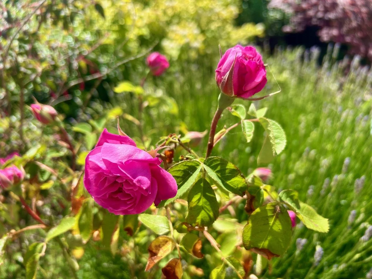 MY GERTRUDE JEKYLL ROSES HAVE SUDDENLY BLOOMED