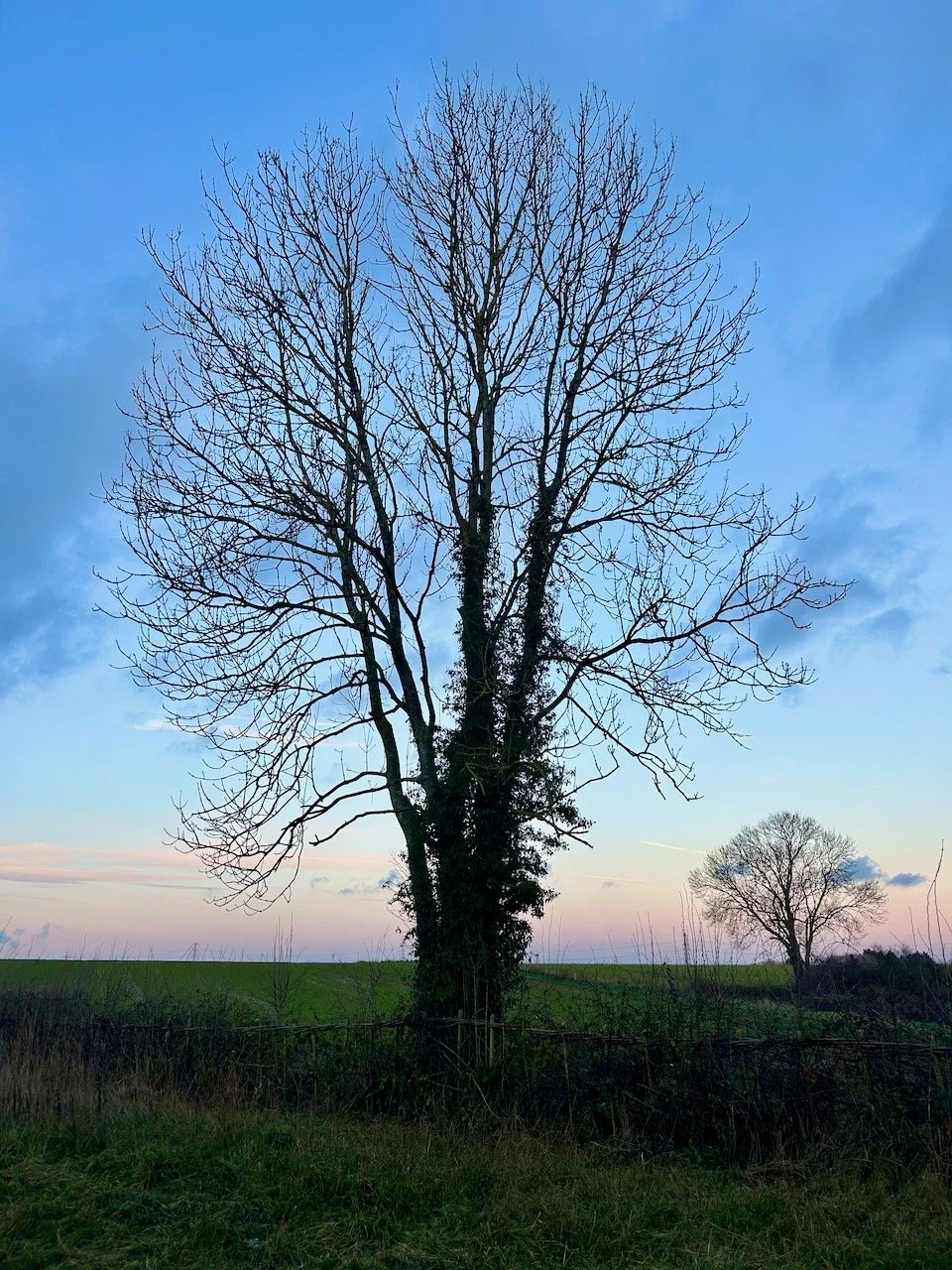 Walking East Stoke's lanes: January 2026