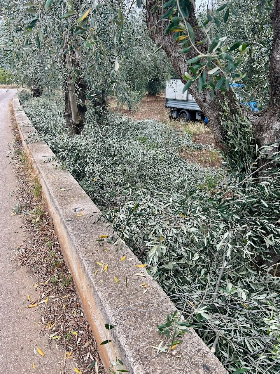 Walking past olive groves