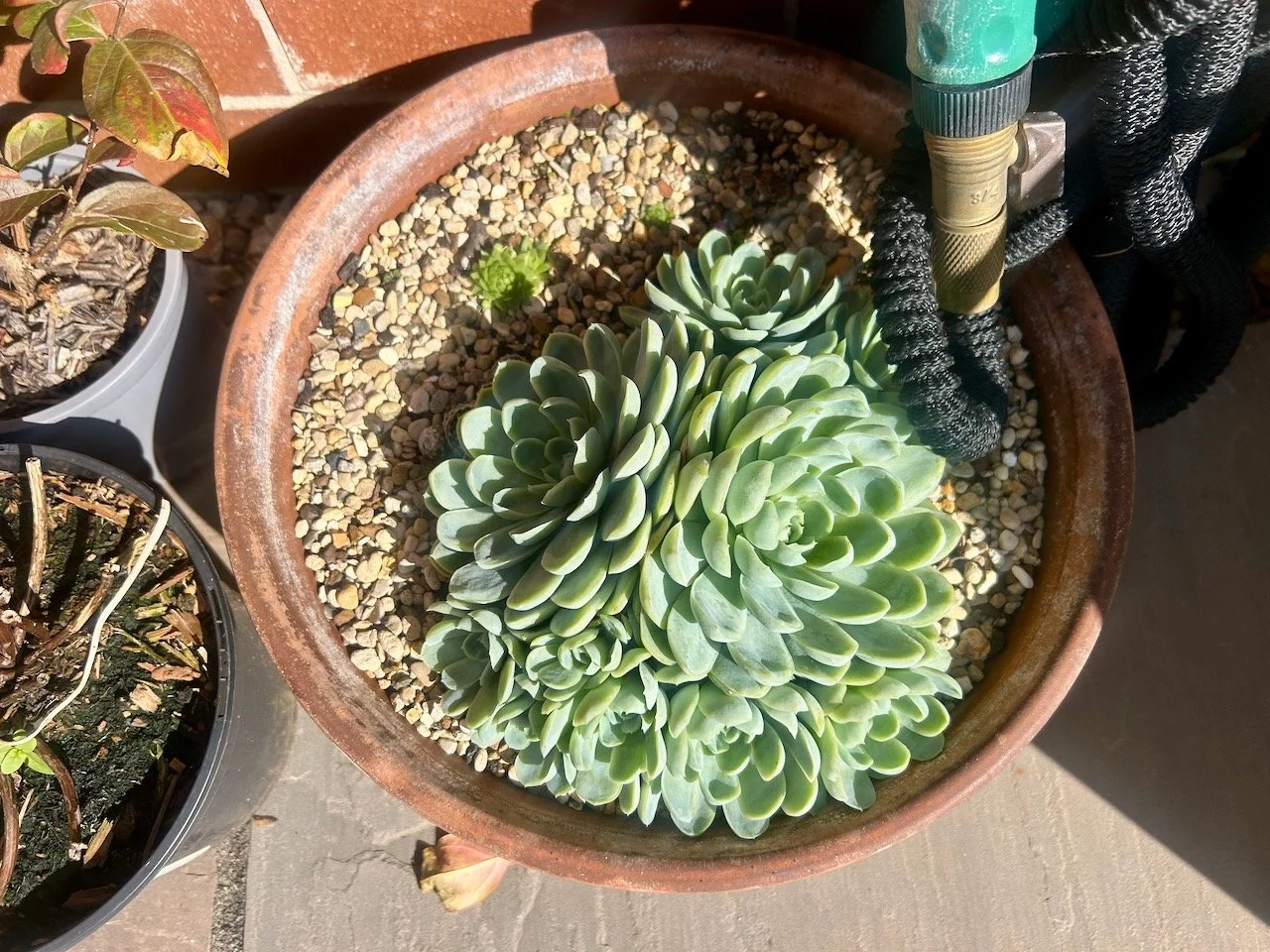 My garden in September