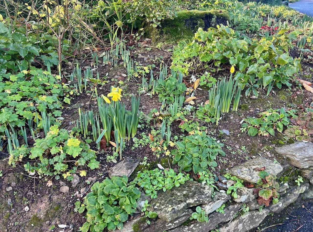 A very first flowering daffodil - in December