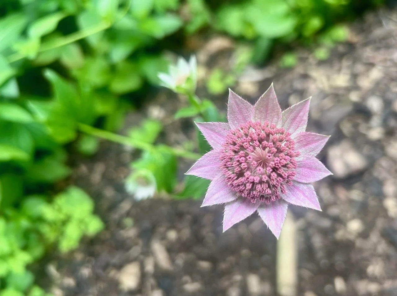 Flowers everywhere you look at Barnsdale Gardens