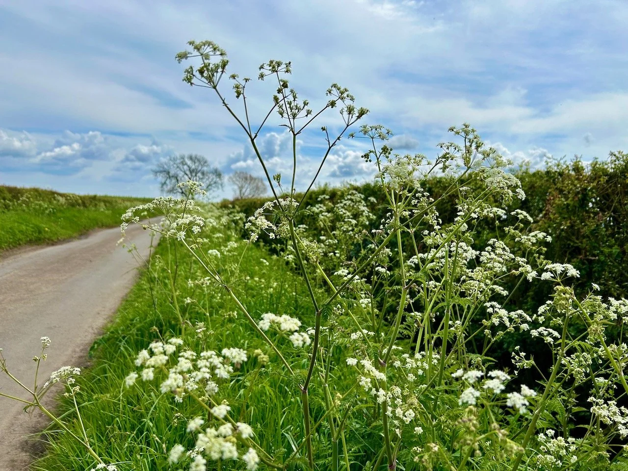 More cow parsley with the hedgerow and cloudy sky in the background