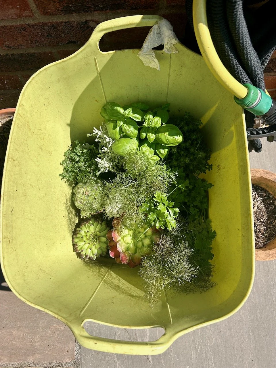 A trug of plants - mostly herbs and succulents - enjoying a drink