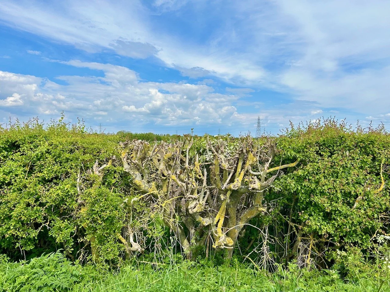 Part of the hedge which hasn't yet greened up - though it is covered with lichen