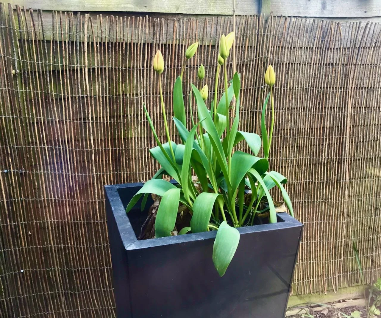 tulips poised and ready to burst into flower