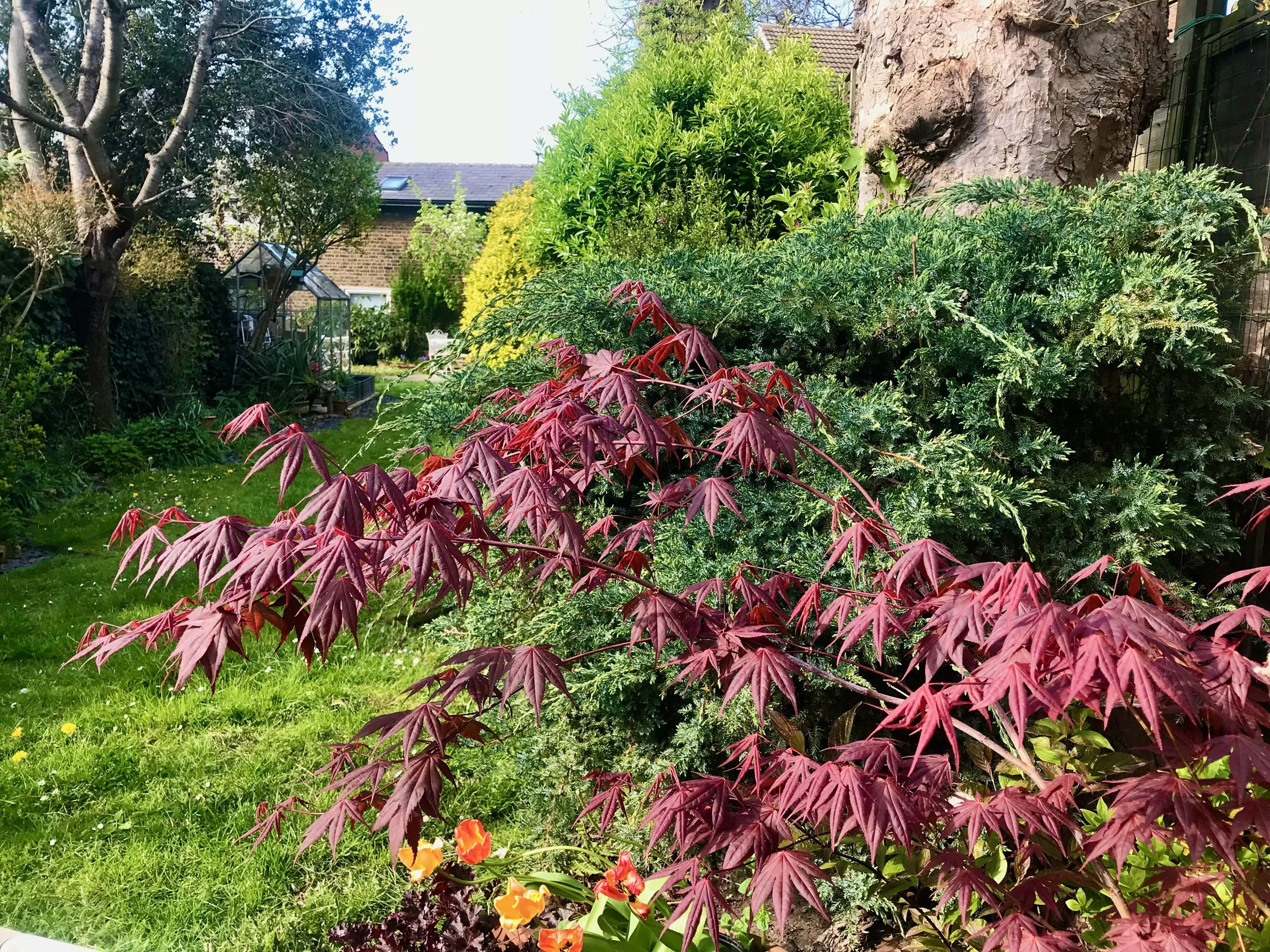 The same acer later on in the month - the leaves are much less spindly and are a glorious reddy colour