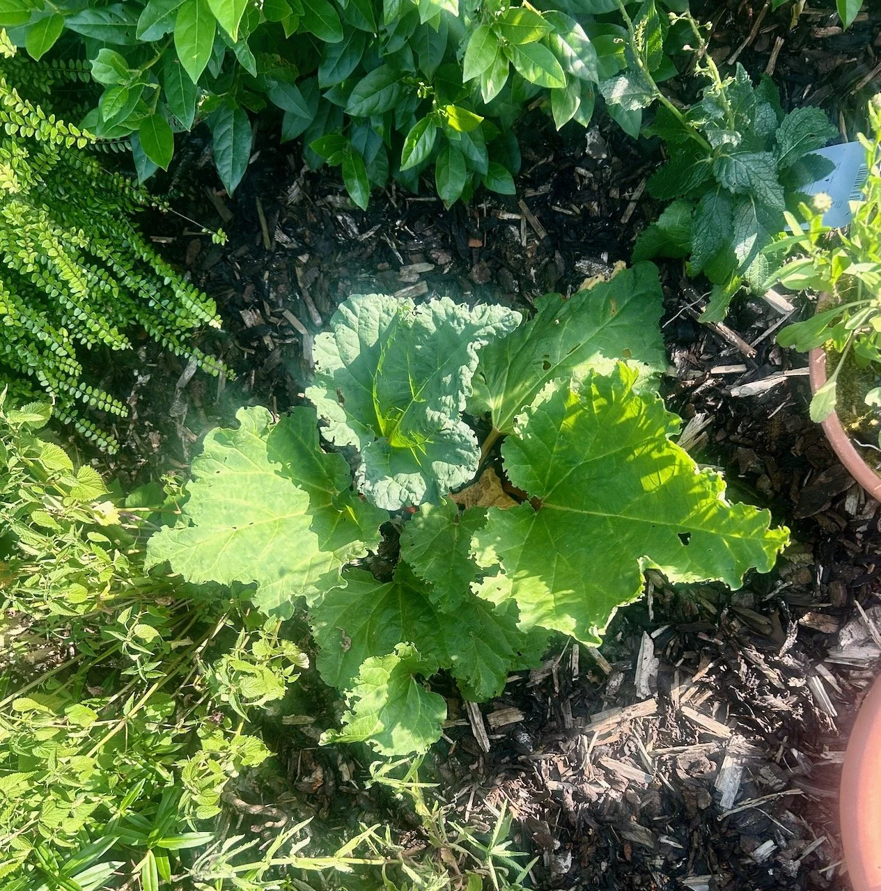 That rhubarb has grown - think it's happy