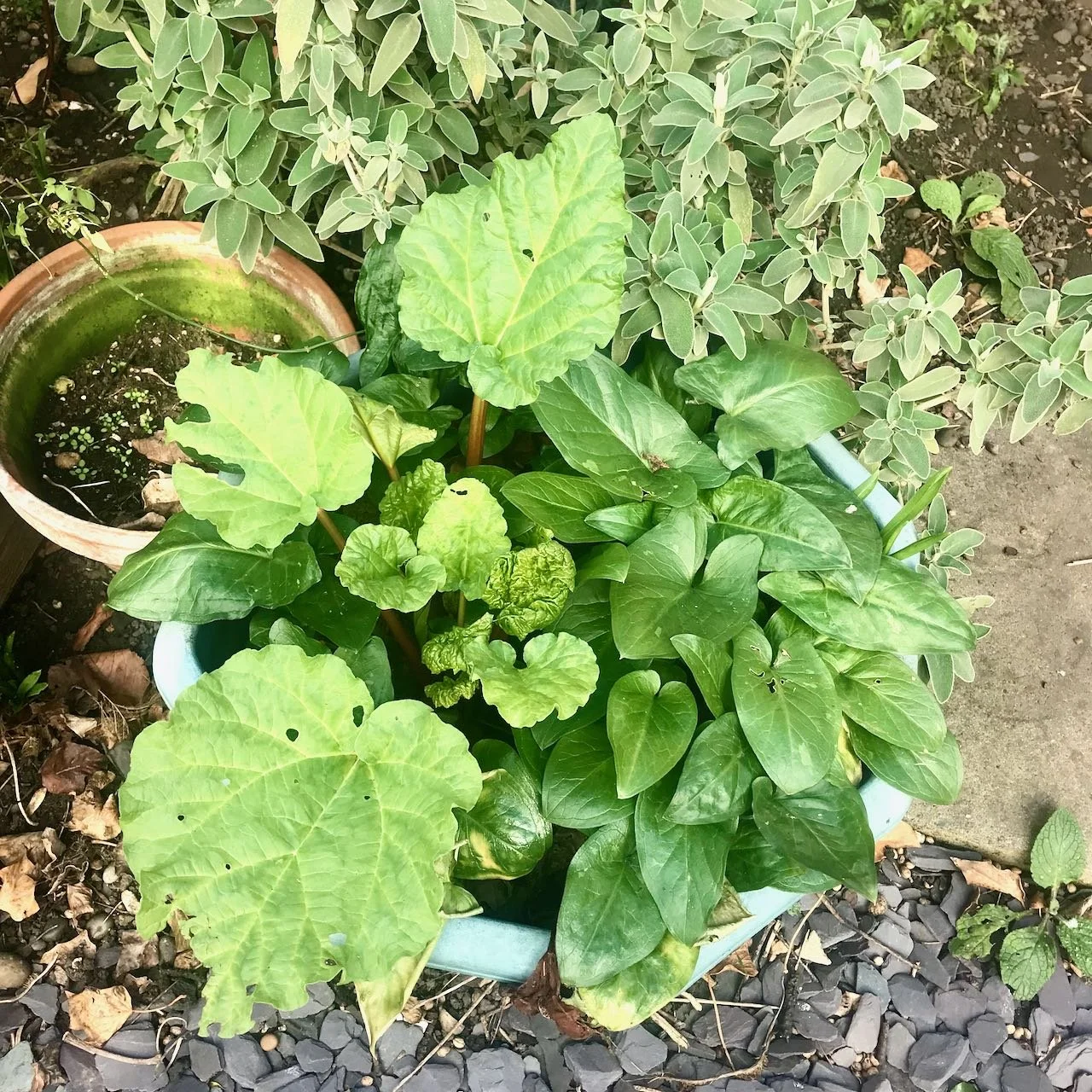 Looking down on a pot of new rhubarb leaves which are competing with some rogue lords and ladies leaves