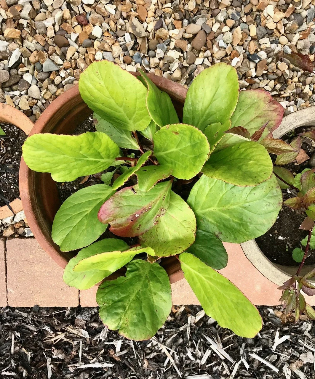 A pot of elephants ears from my old garden