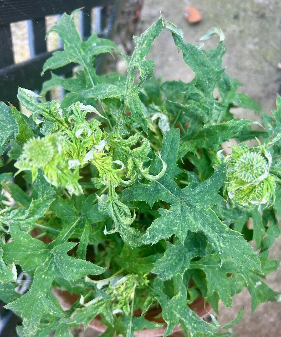 Southern Globe Thistles starting to flower