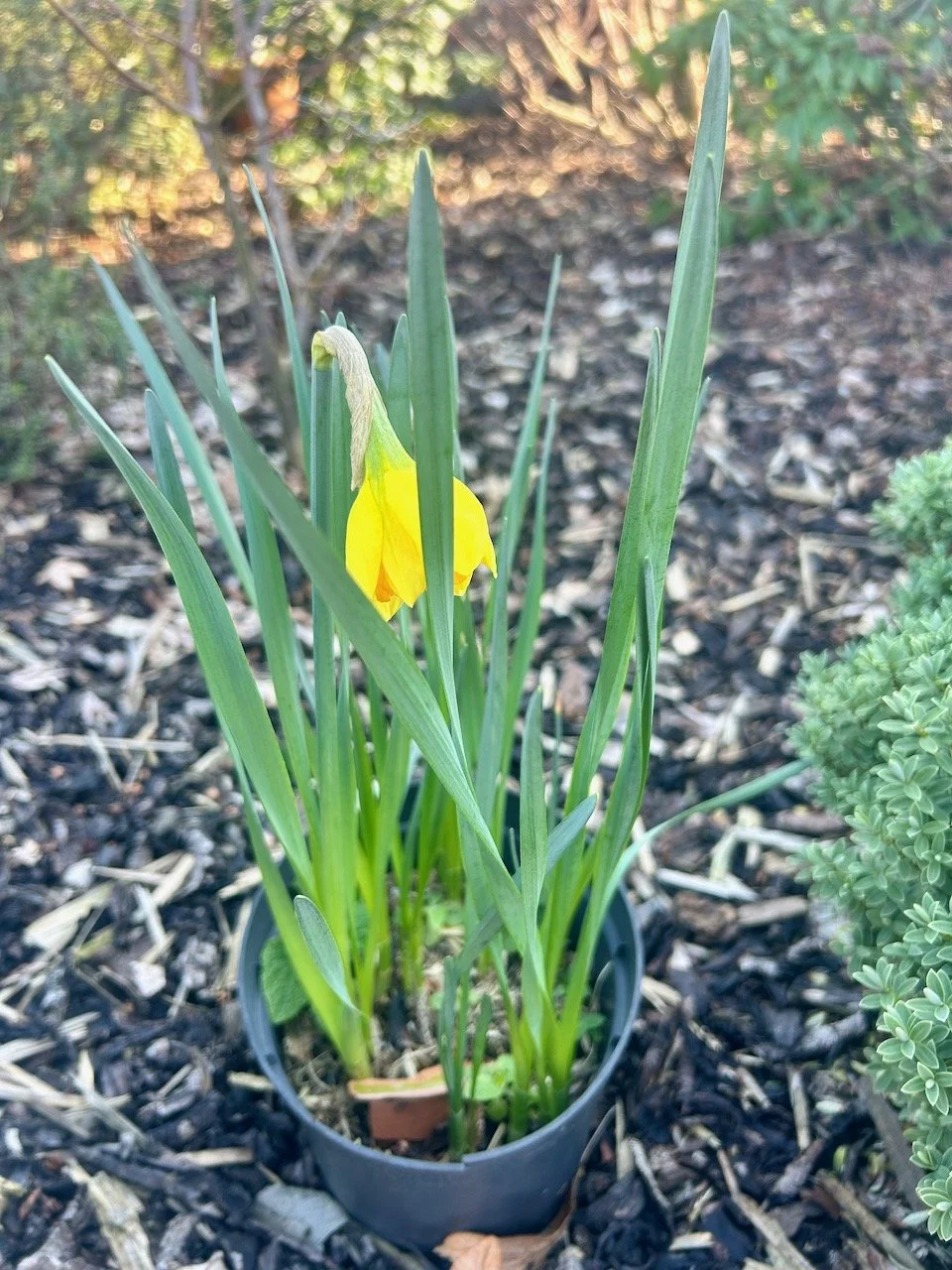 one of our three daffodil flowers
