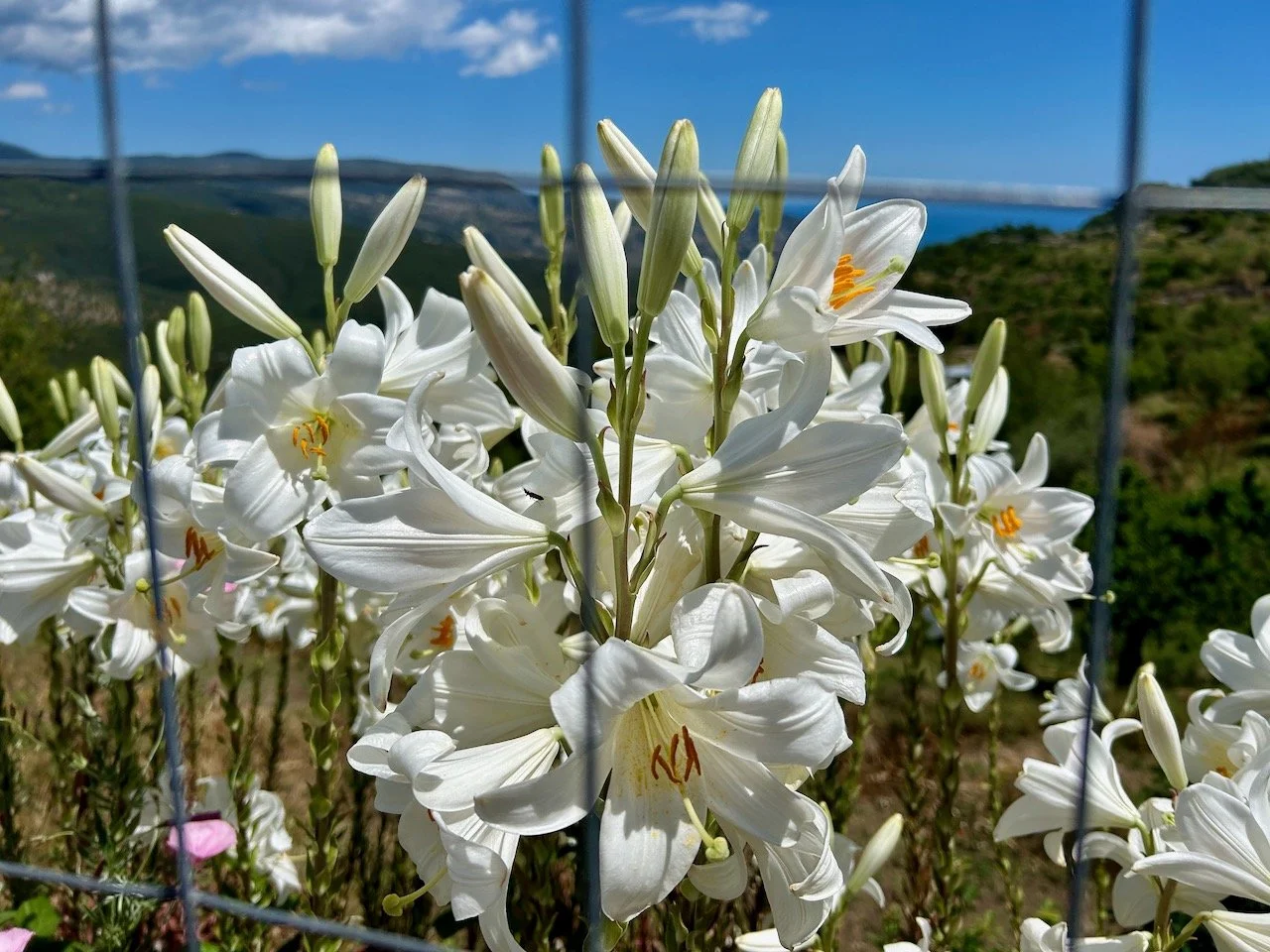 Our Gargano adventure in numbers