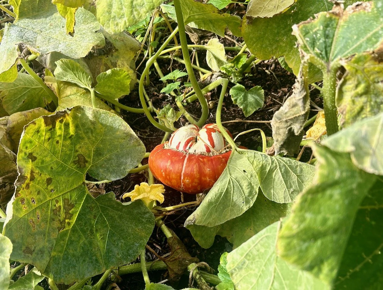 A magnificient Turks Turban pumpkin growing in a large pumpkin patch