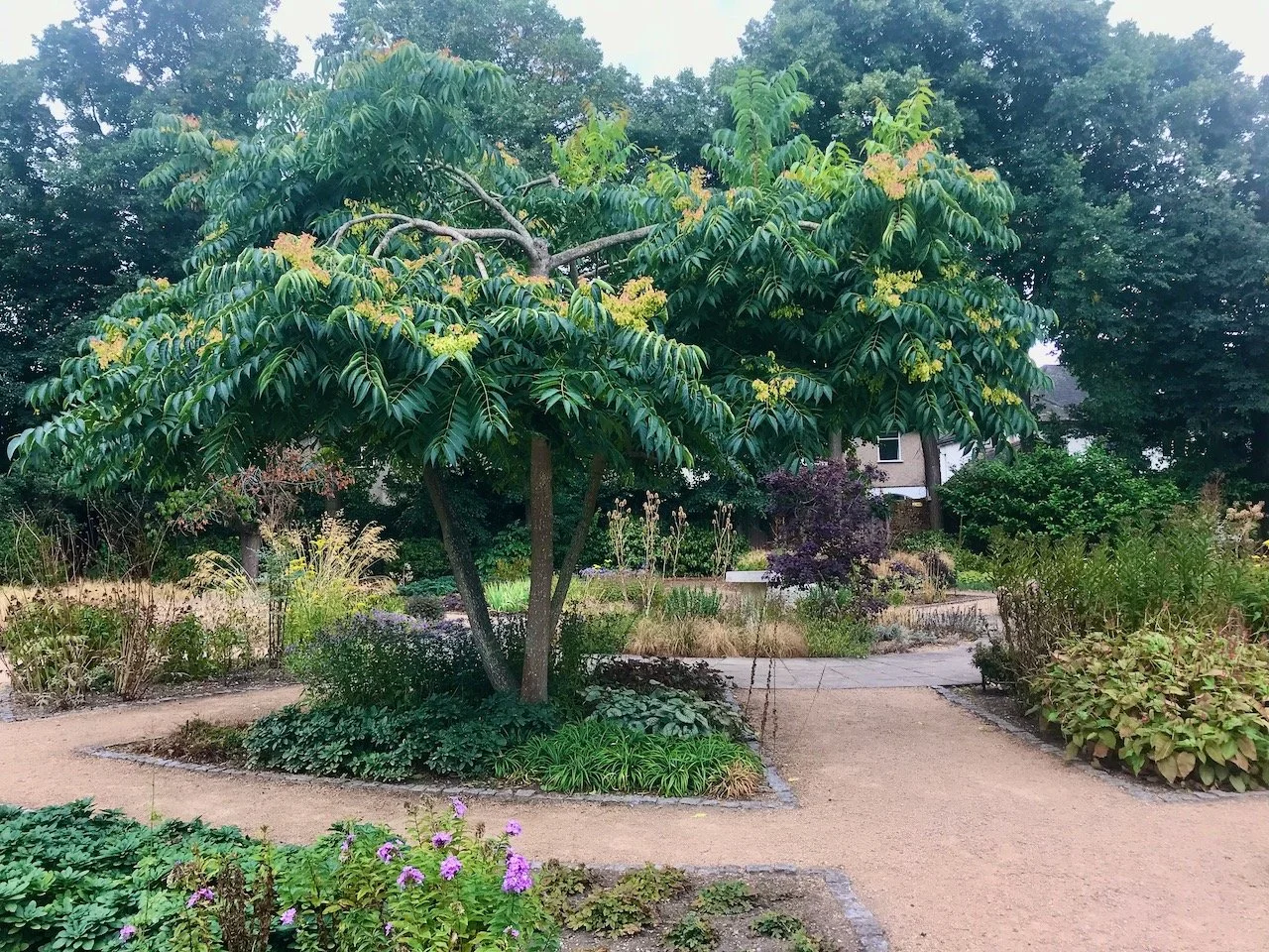 A small-medium rowan tree flowering in one of the beds flanking the centre of the garden