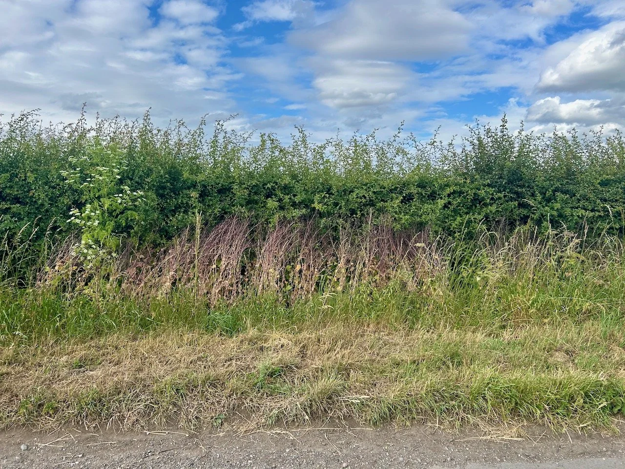 CLOUDS ABOVE THE HEDGEROW