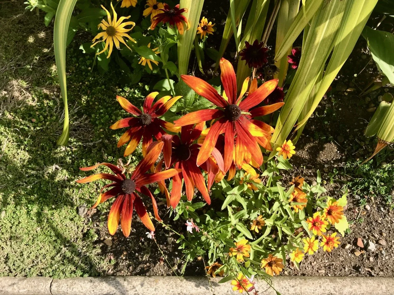burnished orange coneflowers spilling over the border's edge