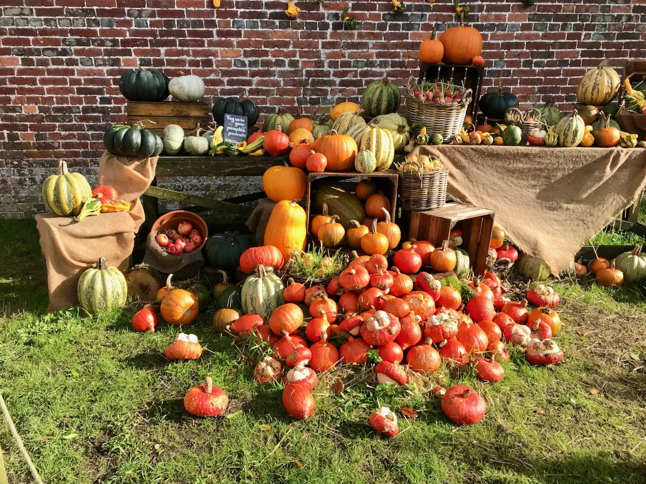 An outdoor display of almost every kind of pumpkin, squash and gourd you can imagine at Stourhead NT in October 2021