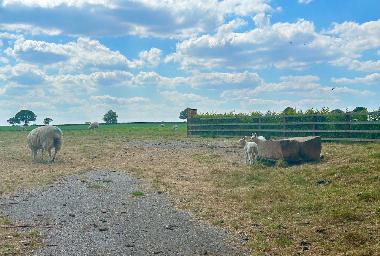 Sheep and lambs in their field in East Stoke