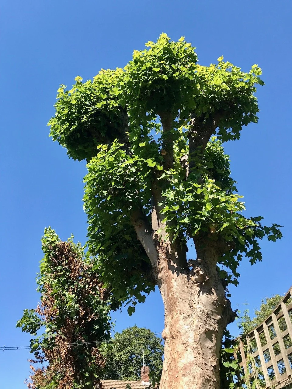 Blue skies surround the sycamore trees as we look up to observe how they are already regrowing