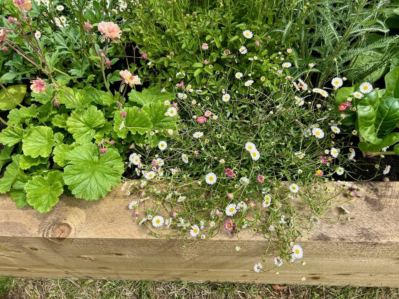 From Sewing to Sowing, Annabel Davies, Gardeners' World Live 2026