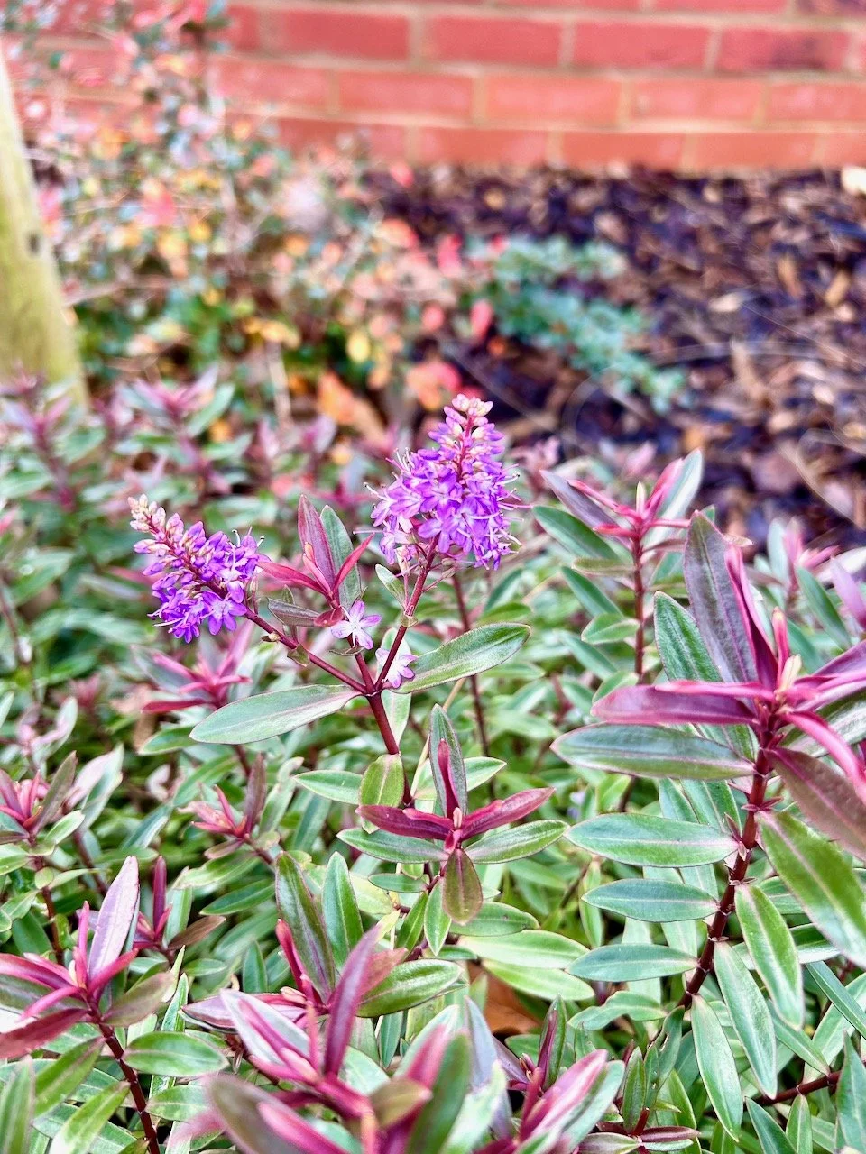 purple hebe flowers appearing in January