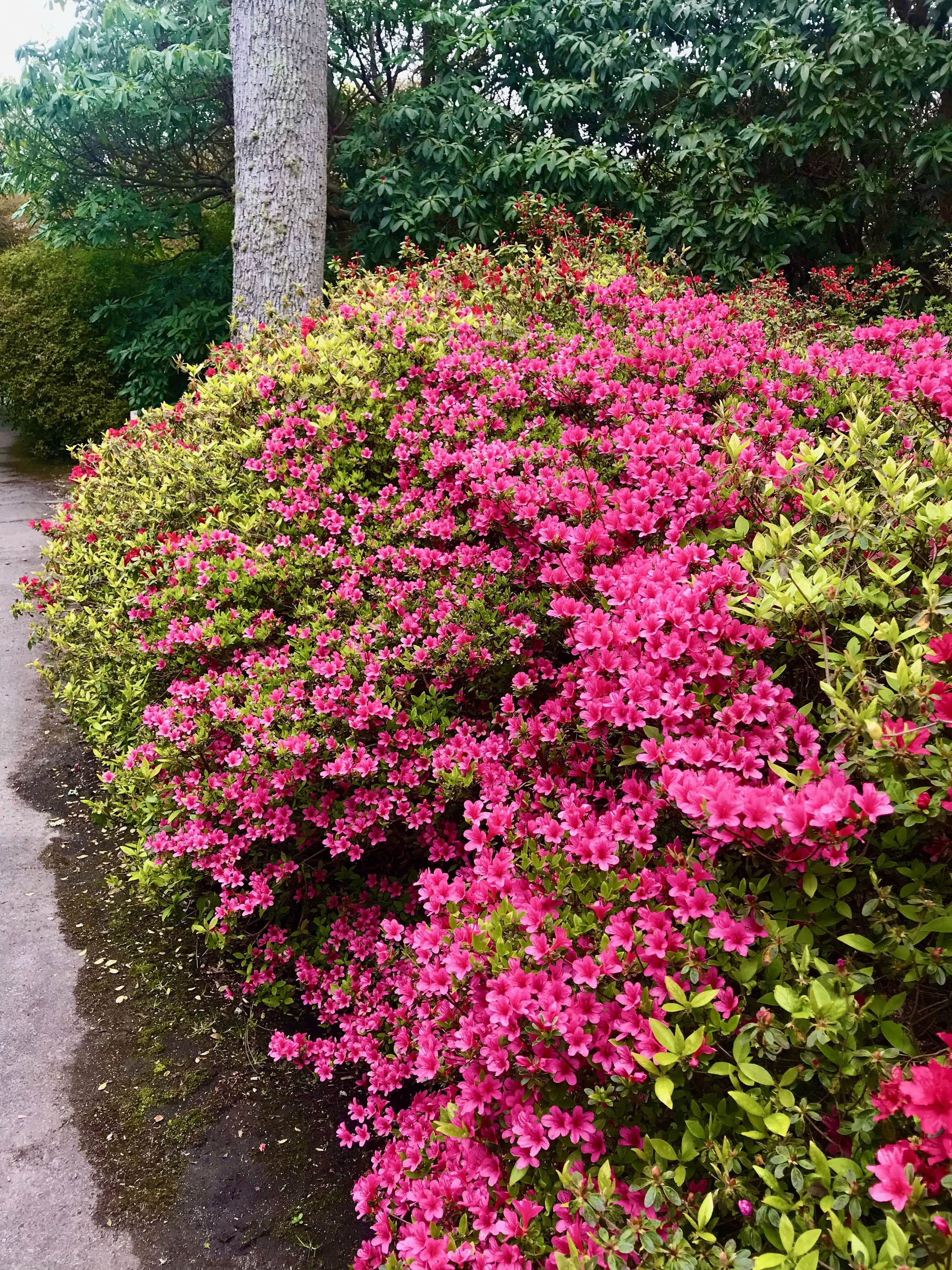 A large azalea bush covered in cerise flowers