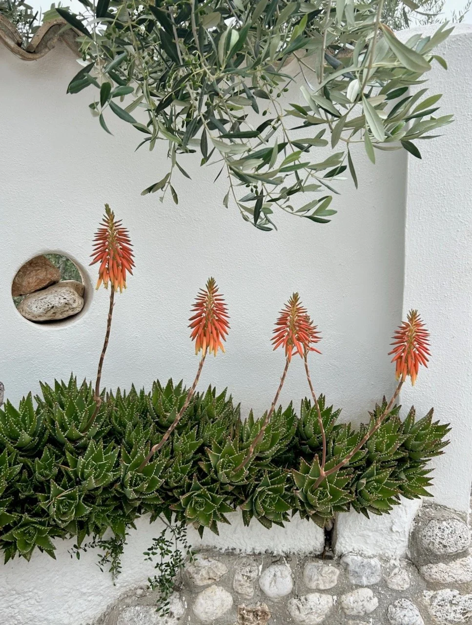 Celebrating flora in the Gargano Peninsula