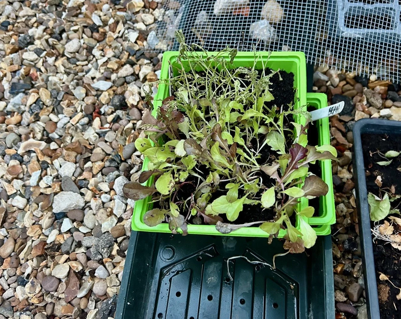 Weary looking salad leaves in a seed tray - some with the tops already eaten